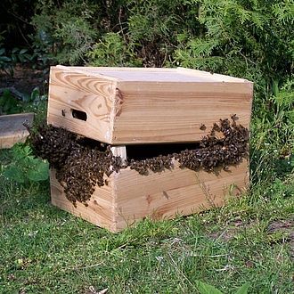 Bienenfang