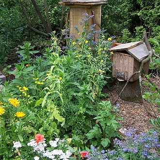 Bienenweide