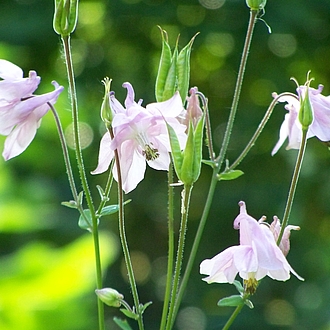 Akelei - Aquilegia vulgaris - GIFTIG !