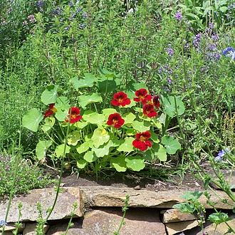 Kapuzinerkresse - Tropaeolum majus