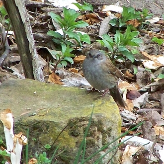 Heckenbraunelle - Prunella modularis