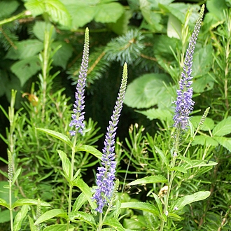 Blauweiderich - Veronica longifolia