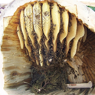 Bienenstock Linde