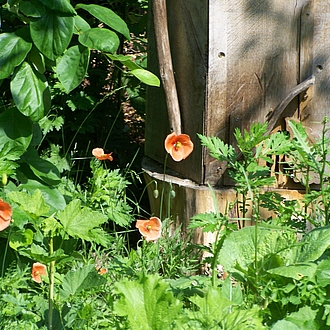Permakultur bei den Bienen