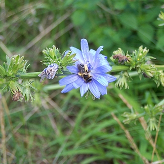 auch die gewöhnliche Wegwarte - Cichorium intybus - lockt mir nicht bekannte Gäste 
