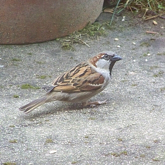 Haussperling Mann