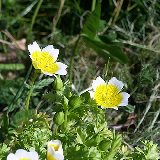 Spiegeleiblume - Limnanthes douglasii - 