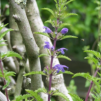 Türkischer Drachenkopf - Dracocephalum moldavicum - LECKER Teepflanze