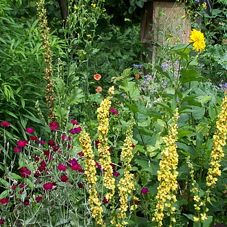 Schwarze Königskerze - Verbascum nigrum