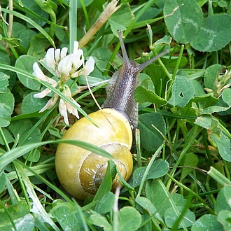 kleine Schnecke