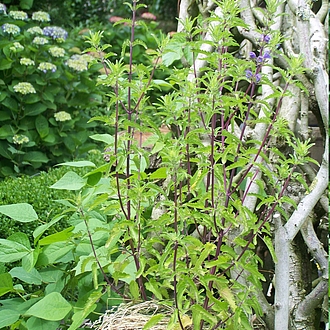 18. Juni Blütezeitbegin an der Rankhilfe