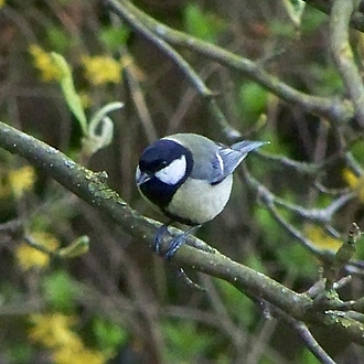 Tannenmeise - Parus ater