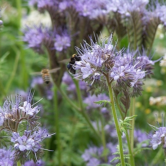 Phazelia tanacetifolia