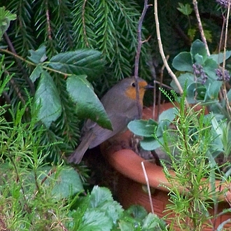 Rotkehlchen - Erithacus rubecula